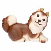 Cane Husky Thun, Alaska medio Thun Animali