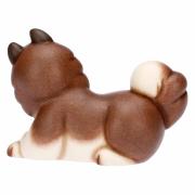 Cane Husky Thun, Alaska medio Thun Animali